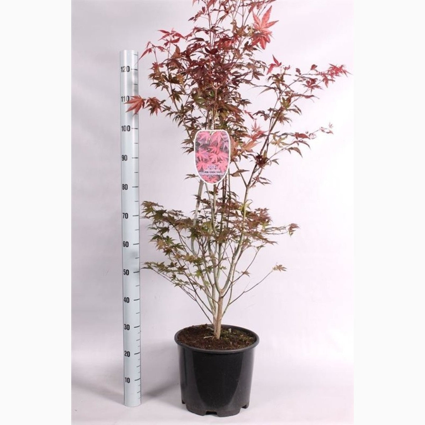 Japansk lönn – Acer pal. 'Atropurpureum' - C15